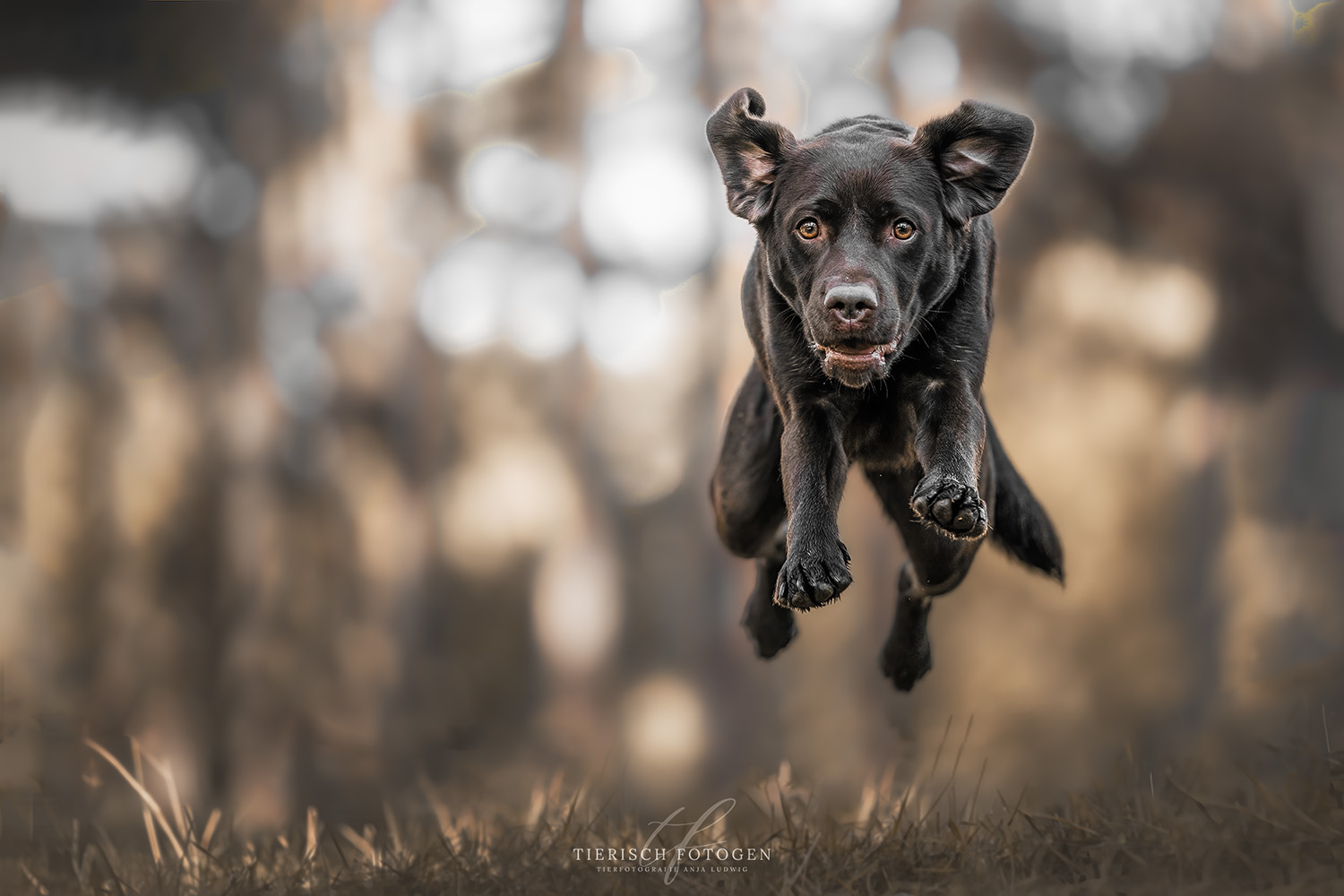 Labrador in action